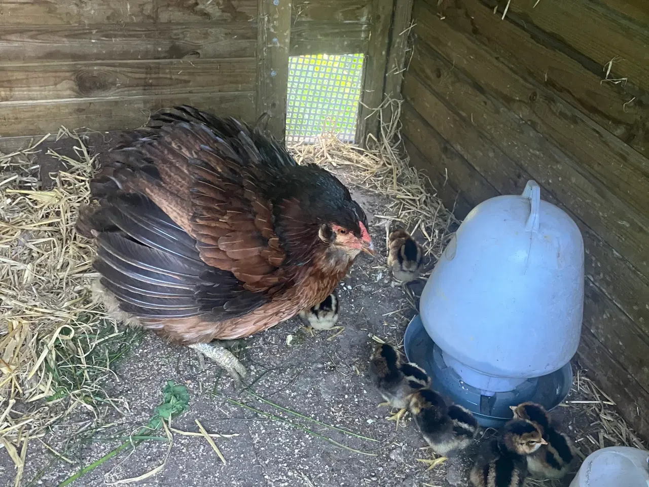 Billede 5 - Araucana  , grønlægger