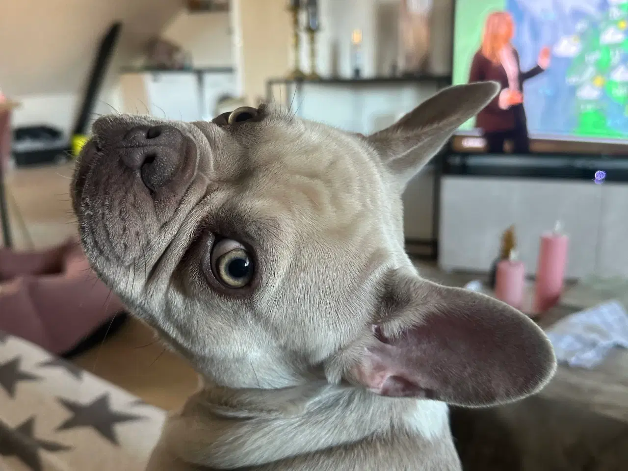 Billede 2 - Den smukkeste blue / zobel 