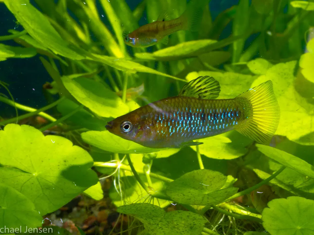 Billede 1 - Limia perugiae - Ungfisk, 3-4 cm