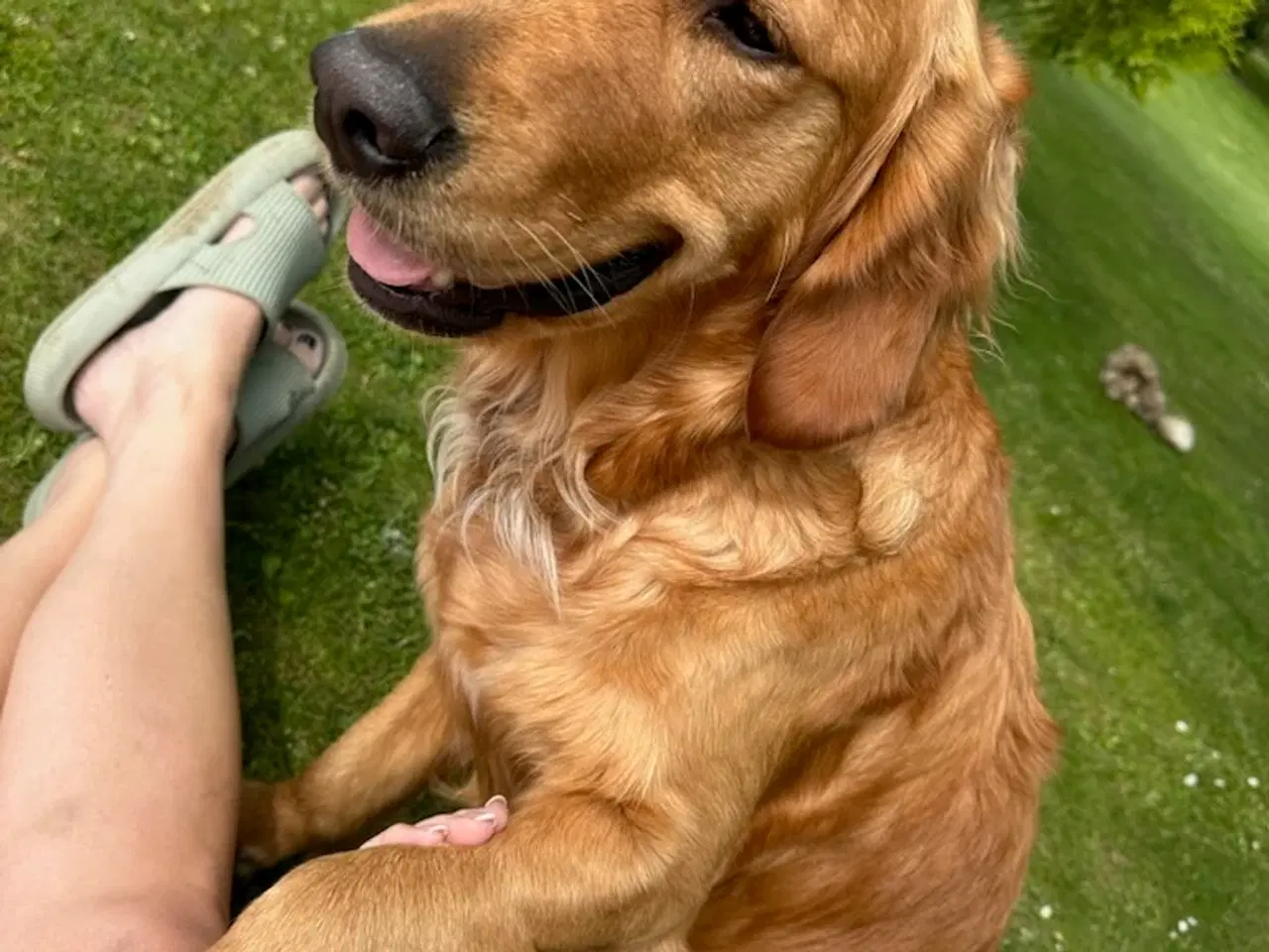 Billede 4 - Golden retriever hvalpe