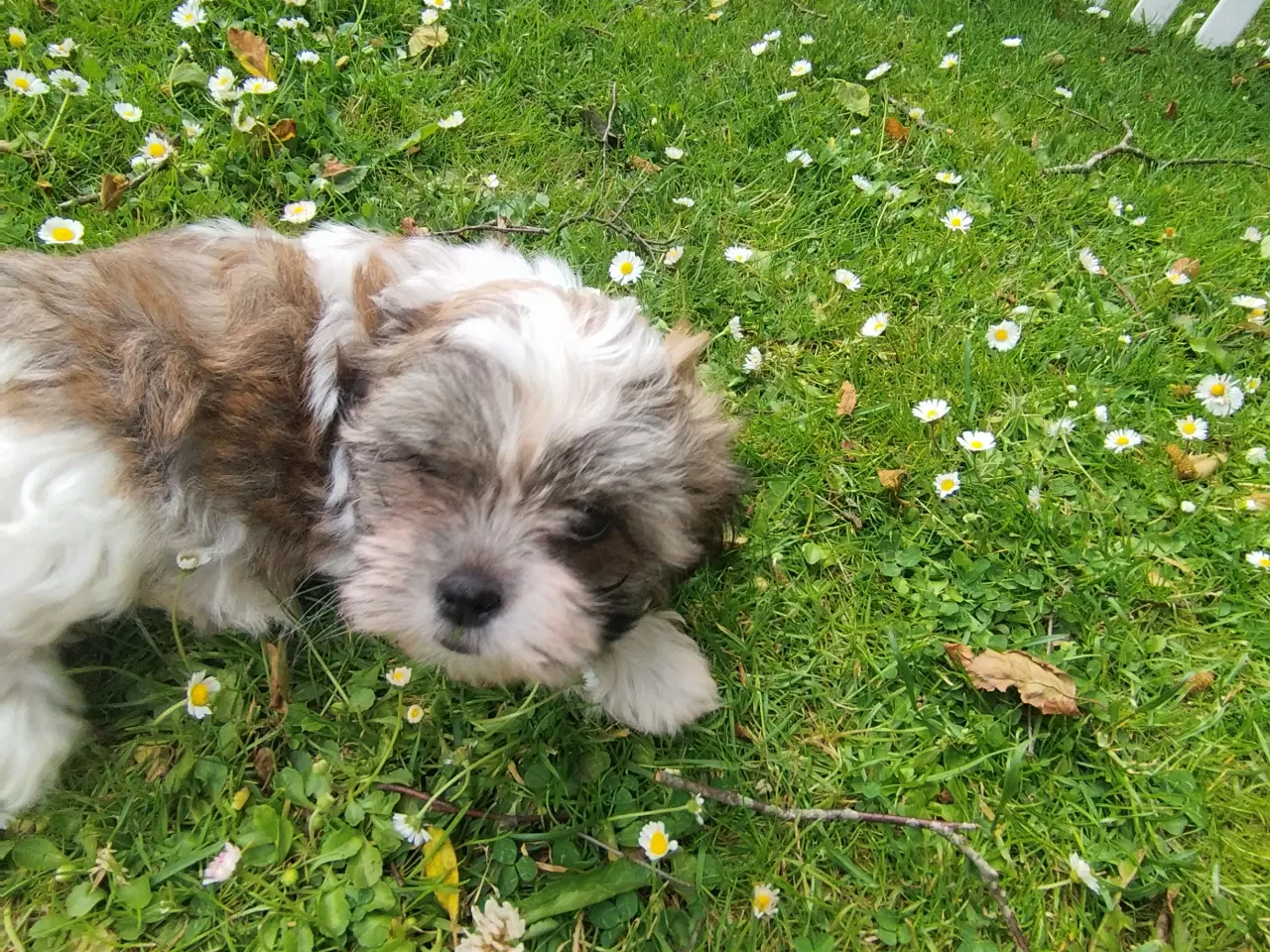 Billede 4 - shih tzu piger