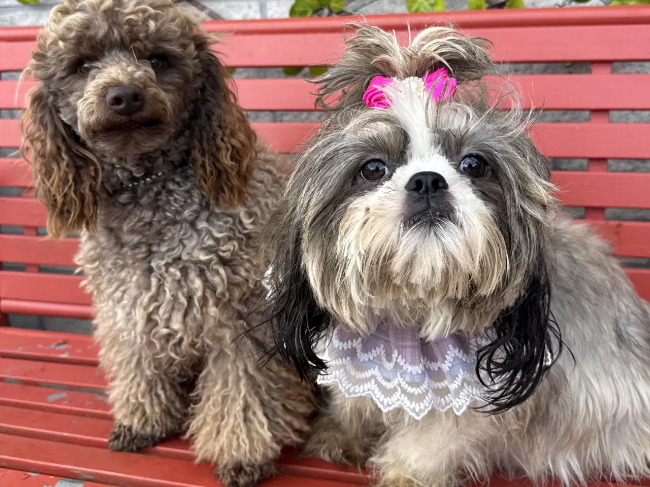 Billede 10 - Shihpoo