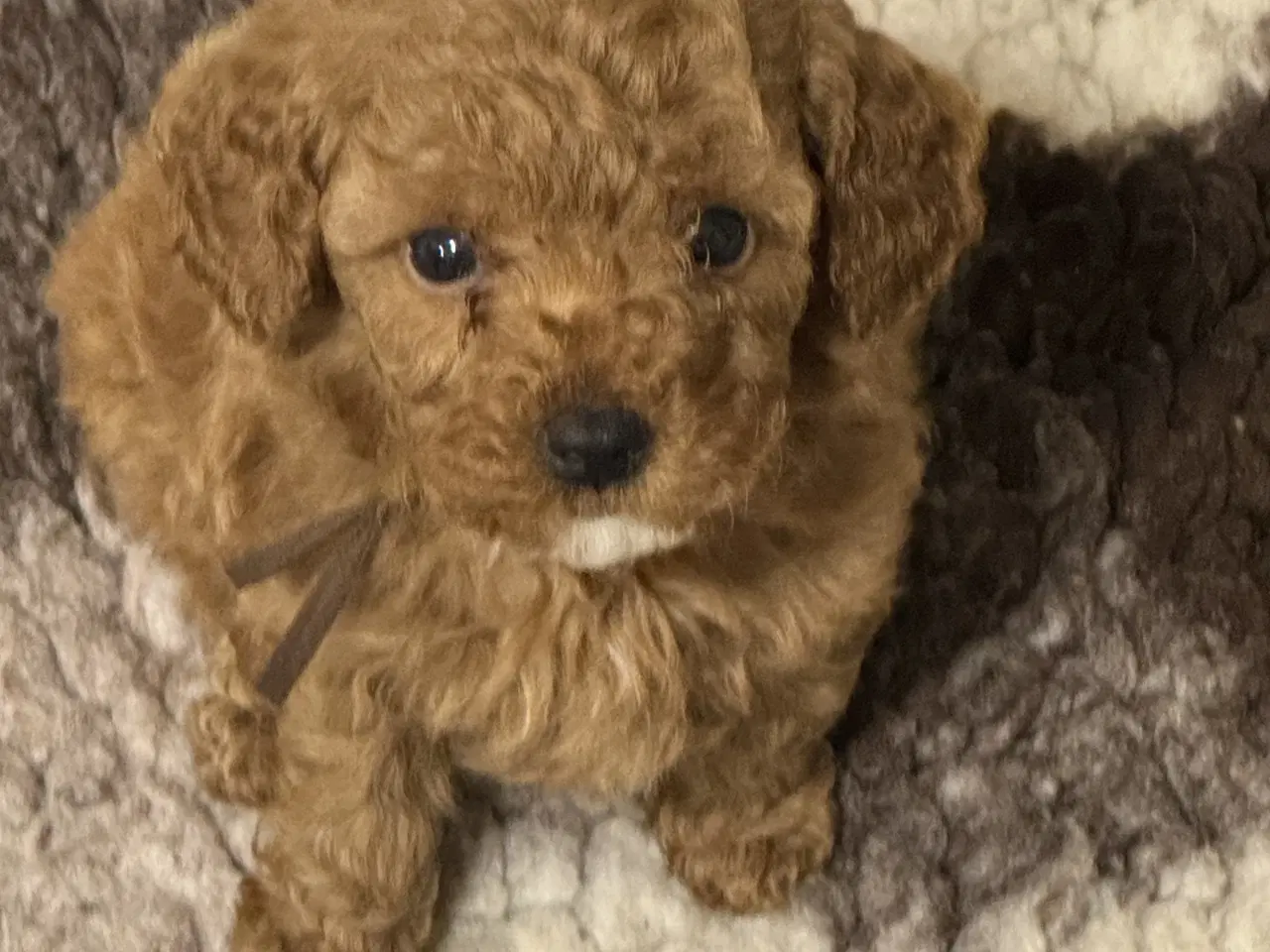 Billede 11 - Maltipoo 