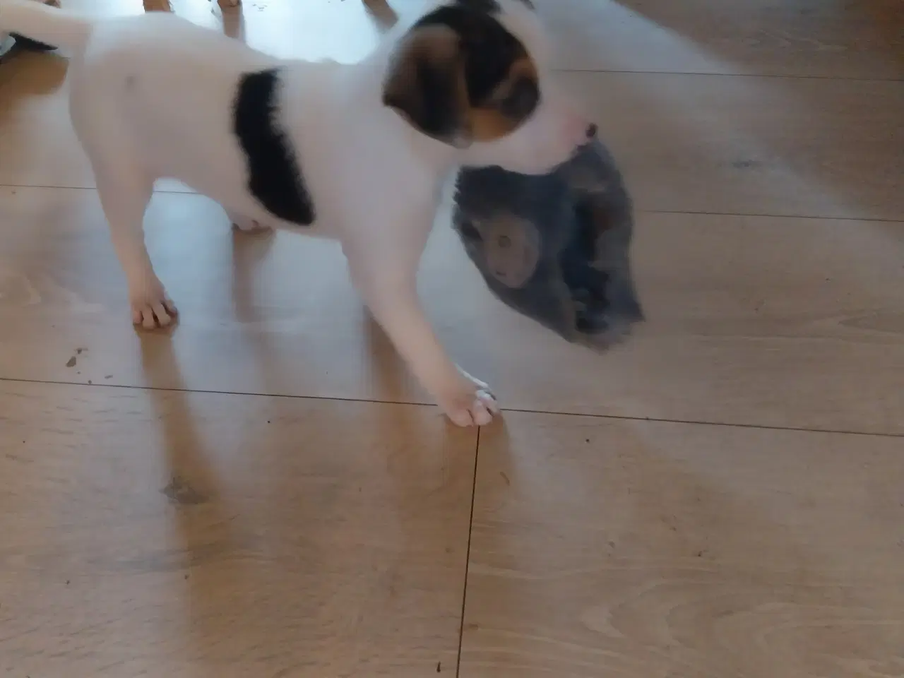 Billede 4 - Dansk svenskgårdhund