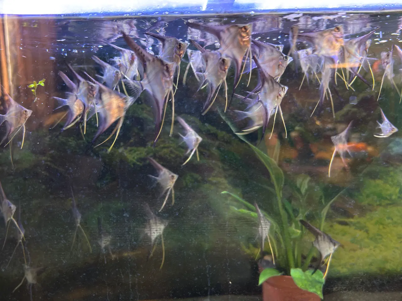 Billede 2 - Rio Nanay Scalare F2