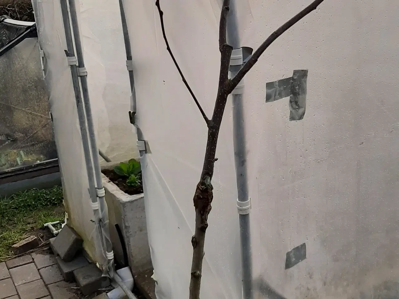 Billede 1 - Æbletræer