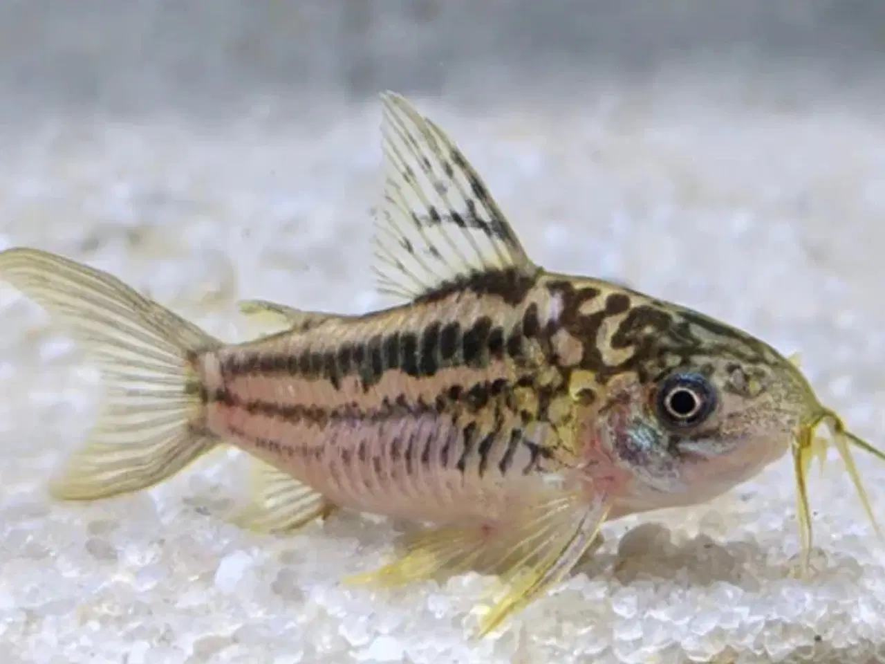 Billede 1 - Corydoras elegans 