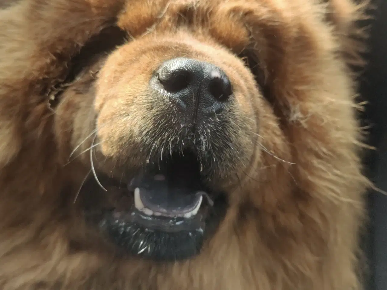 Billede 3 - Chow Chow han 