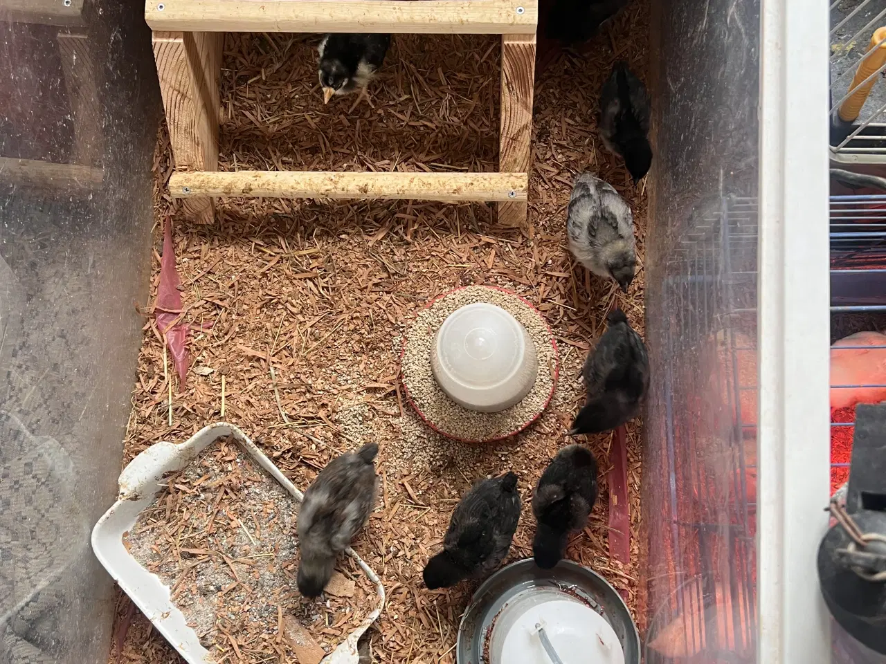 Billede 4 - Kyllinger i forskellige aldre