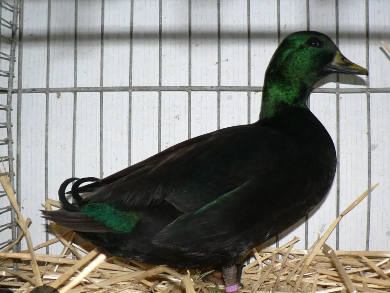 Billede 1 - Sort mignon andrikker 