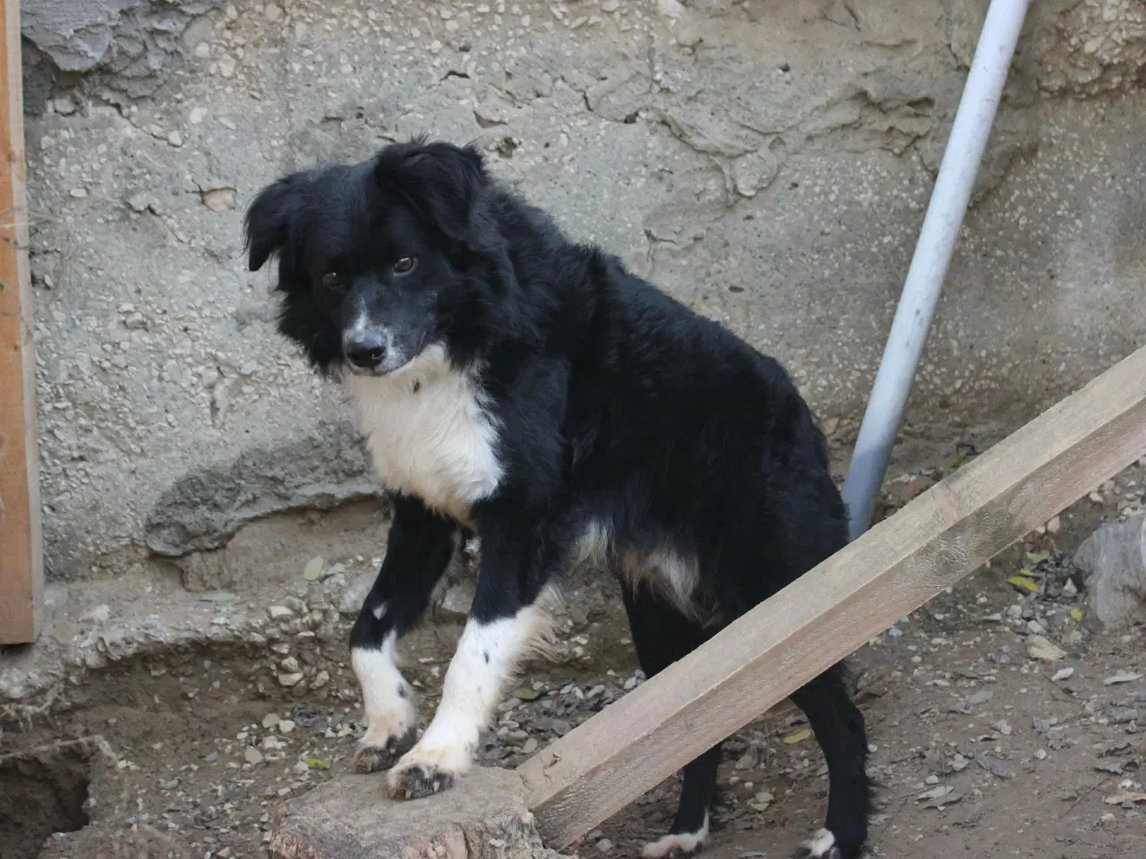 Billede 5 - Vax søger en familie❤️