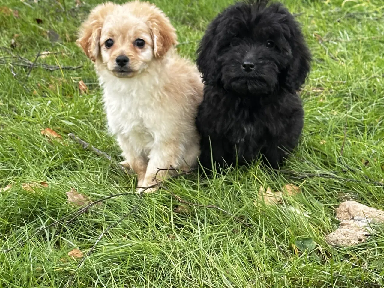 Billede 2 - Cavapoo F2B 