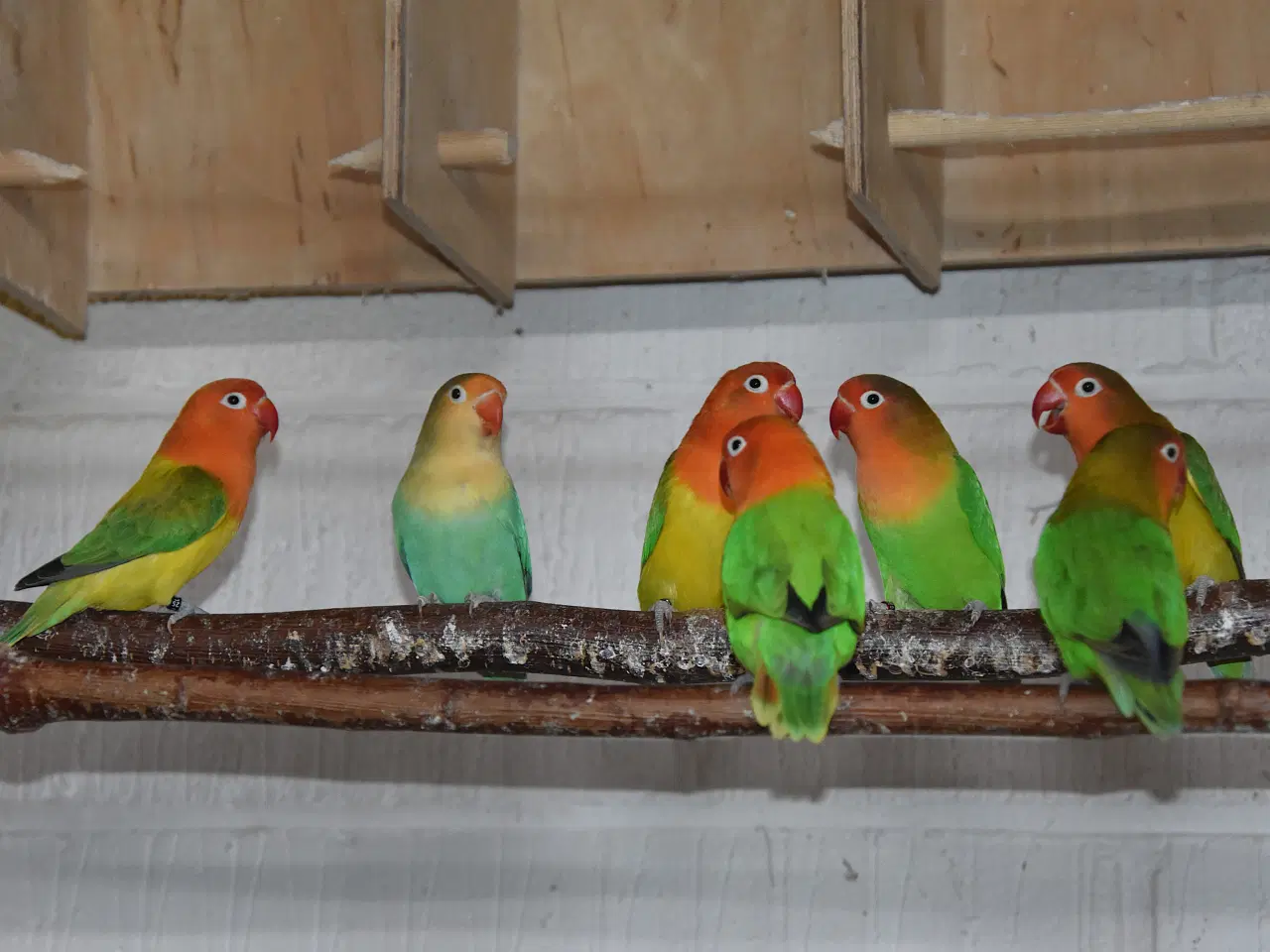 Billede 2 - Rødhovedet Dværgpapegøjer sælges