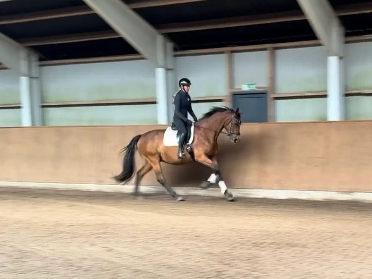 Billede 2 - Super allround hest