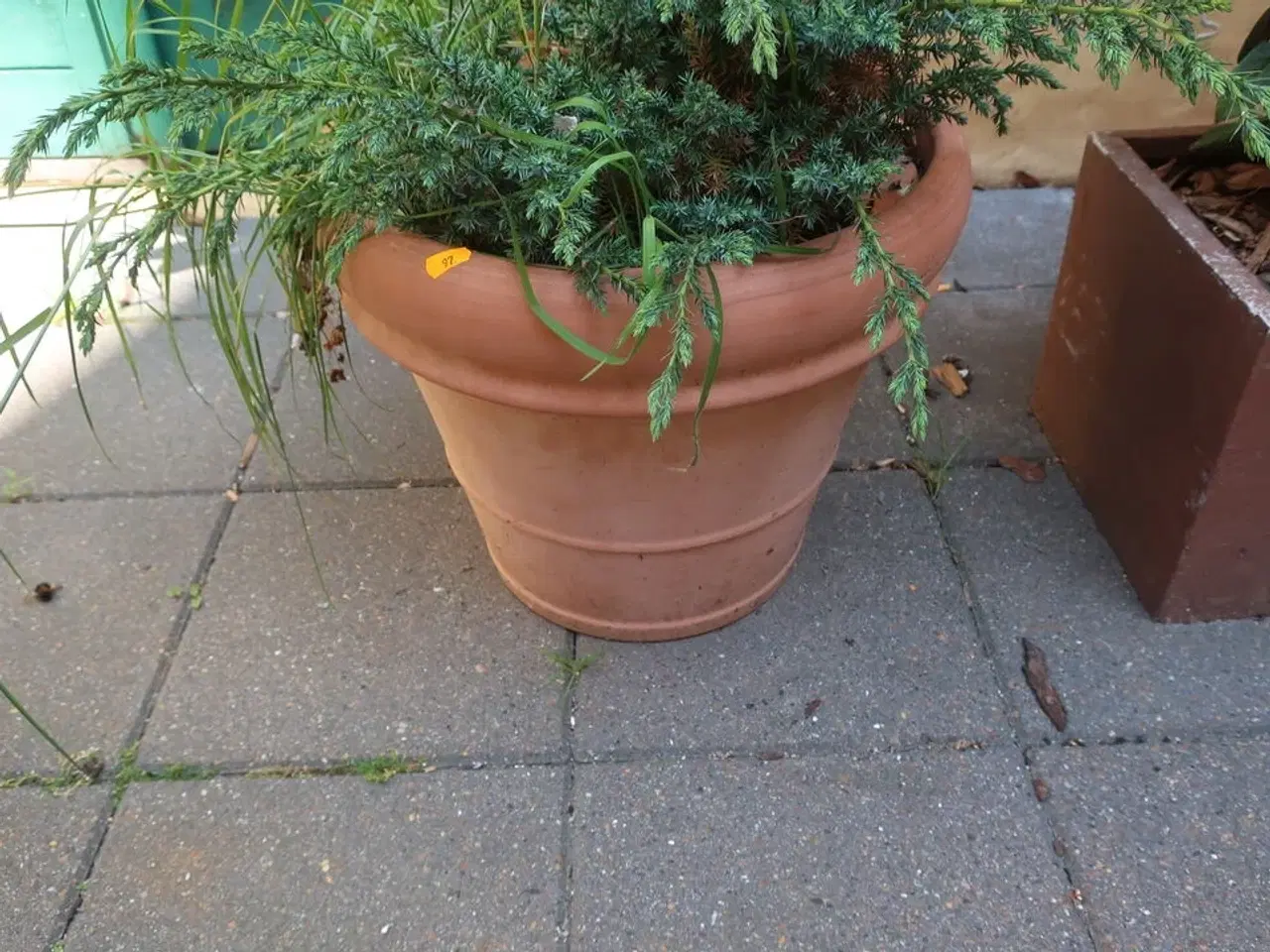 Billede 2 - Plante