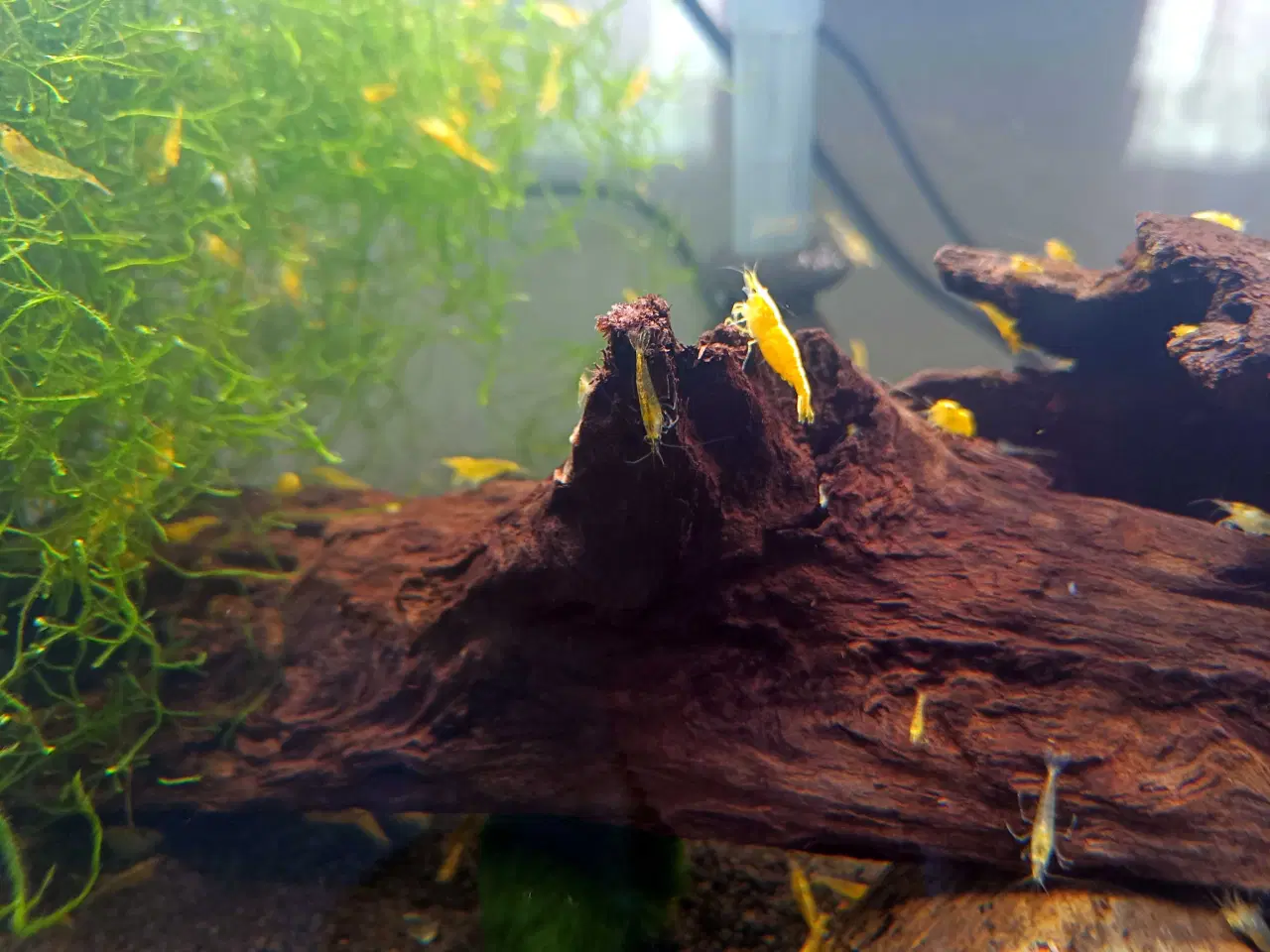 Billede 2 - Neocaridina Davidii, Yellow Fire Neon Backstripe