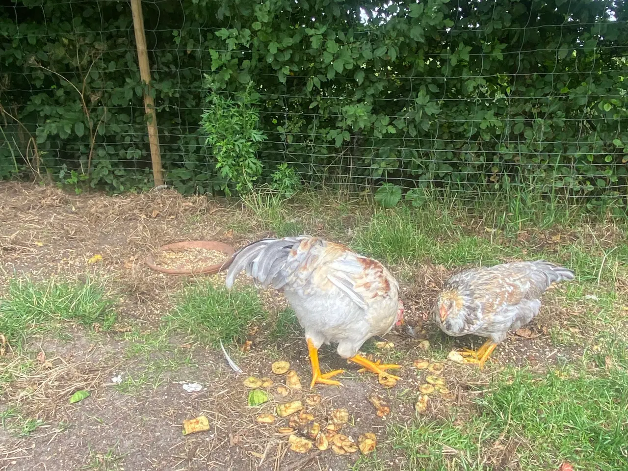Billede 9 - 🐓 Smuk Svensk Blomsterhane søger nyt hjem 🌼 