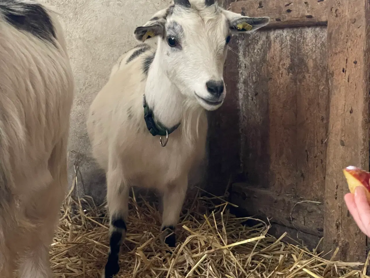 Billede 3 - 2 Dværggeder