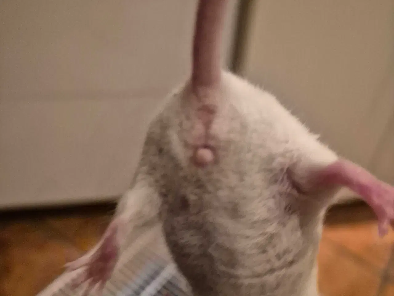 Billede 4 - Mus til salg - 30 kr 🐭