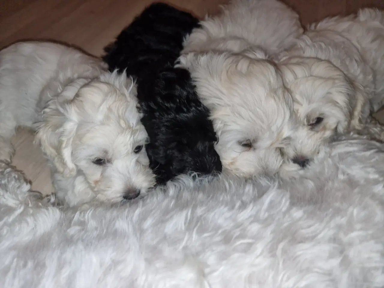 Billede 4 - Maltipoo hvalpe 