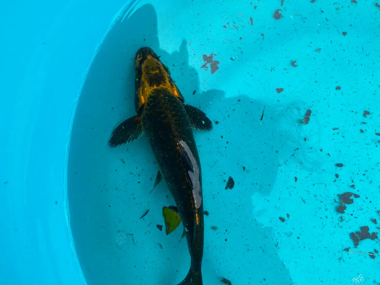Billede 3 - Koi karper 
