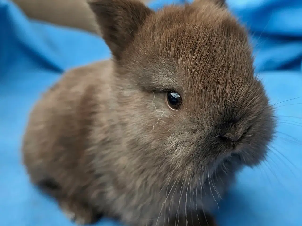 Billede 2 - Hermelin/minilop kaninunge