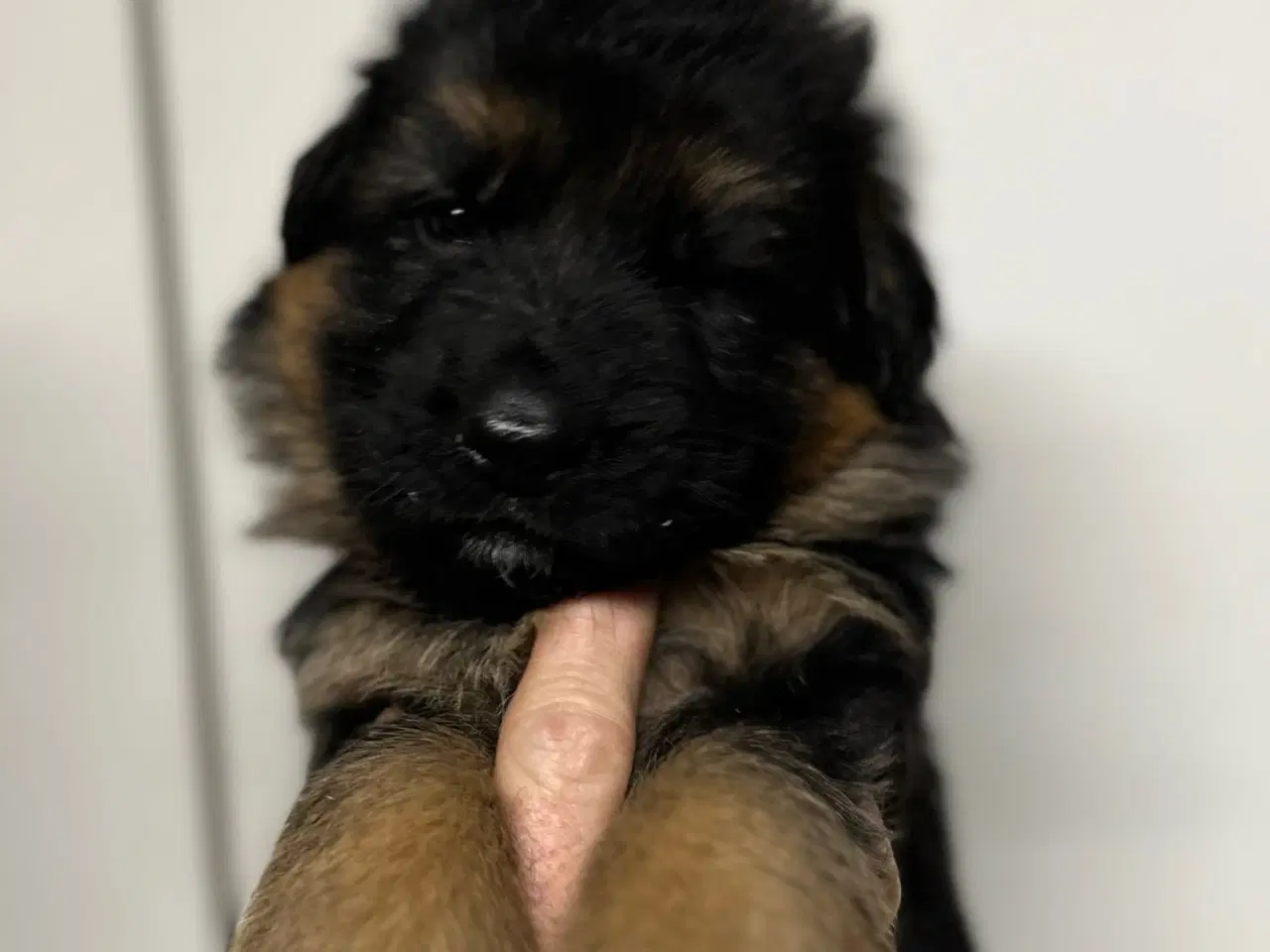 Billede 6 - Langhåret og korthåret schæfer hvalpe