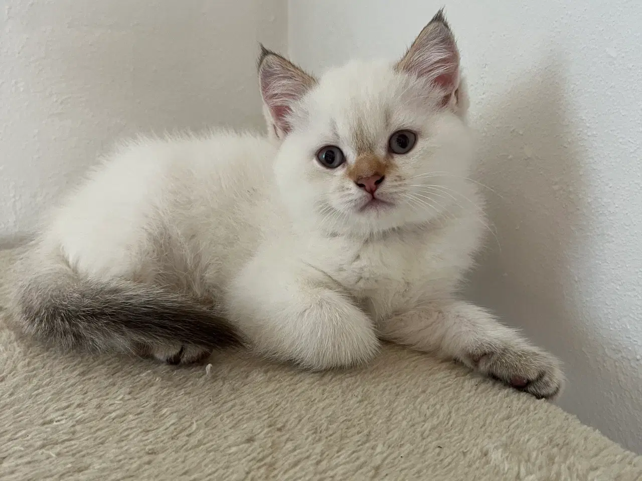 Billede 4 - British Shorthair med stamtavle