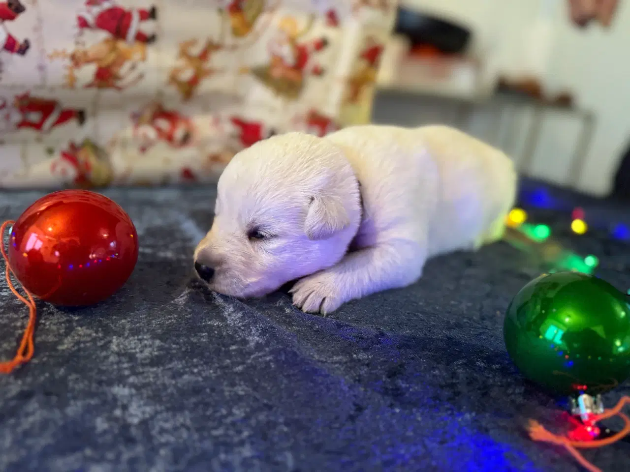 Billede 5 - Dejlige jule hvalpe klar inden juleaften 