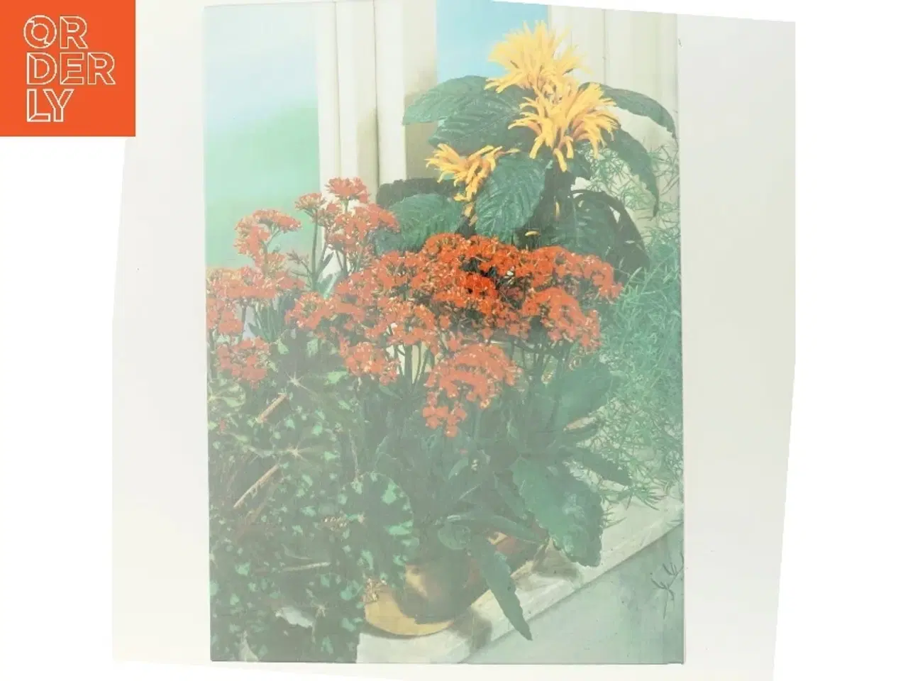 Billede 3 - Blomster i potte (Bog)