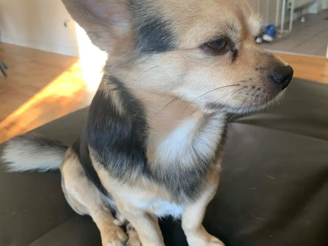 Billede 5 - Chihuahua/Jack Russell blandingshvalp sælges