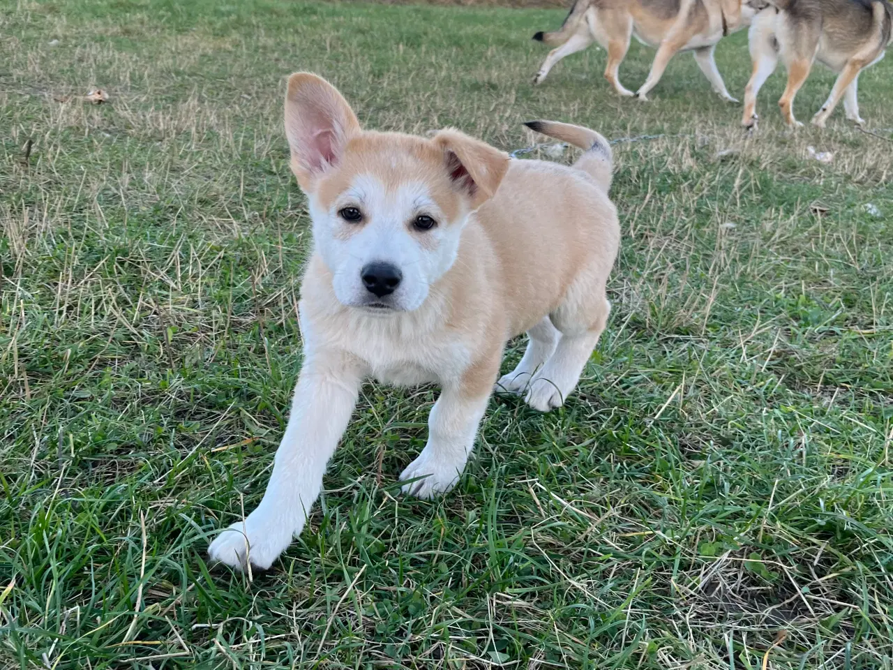 Billede 9 - Hvalpe af malamute/ tjekkoslovakisk ulvehund