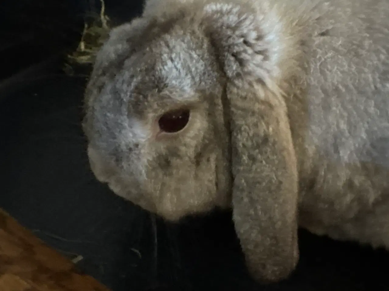 Billede 3 - Mini lop han kanin 