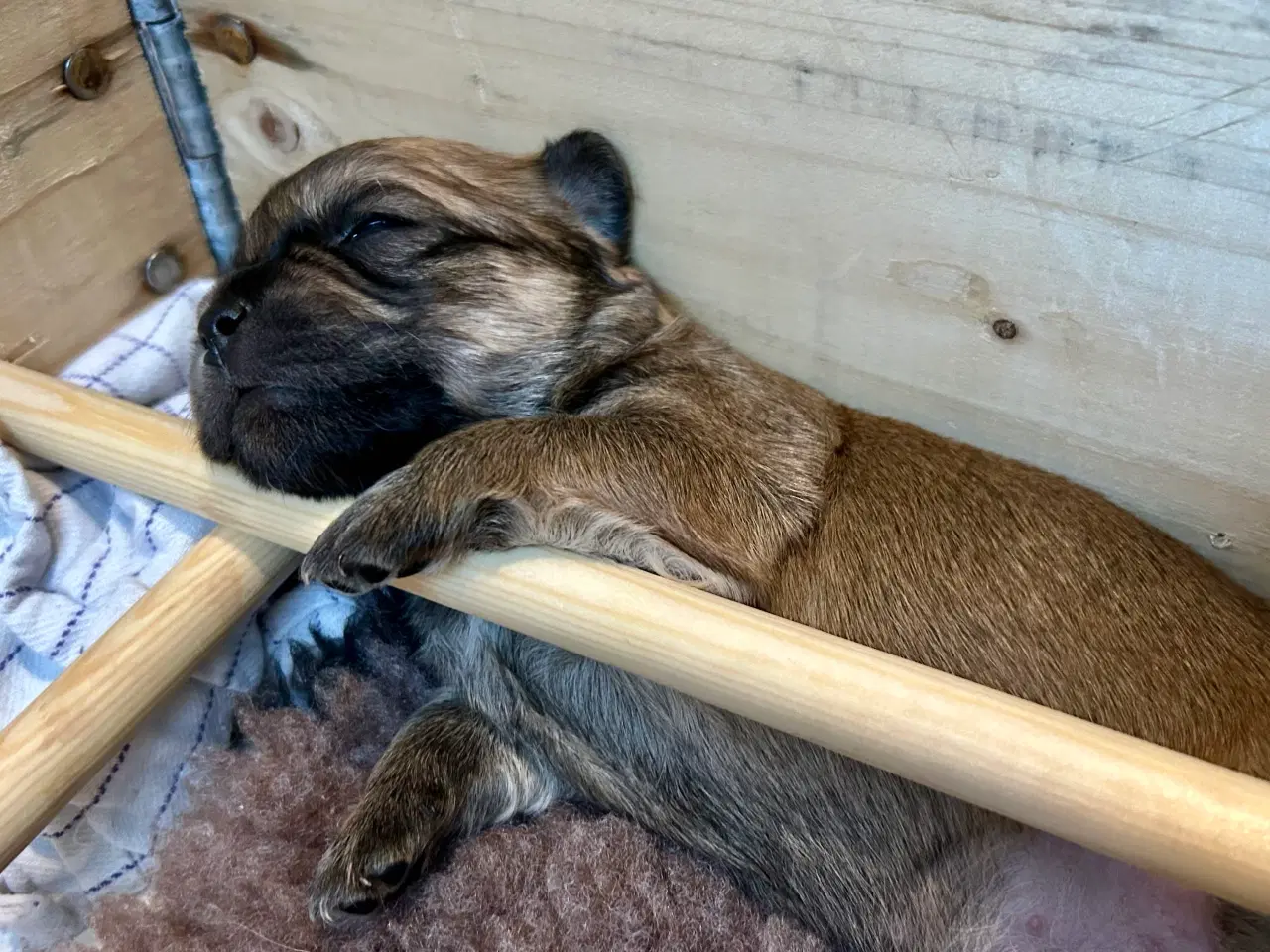 Billede 4 - Bull / Boxer / Beagle Blandnings Hvalpe