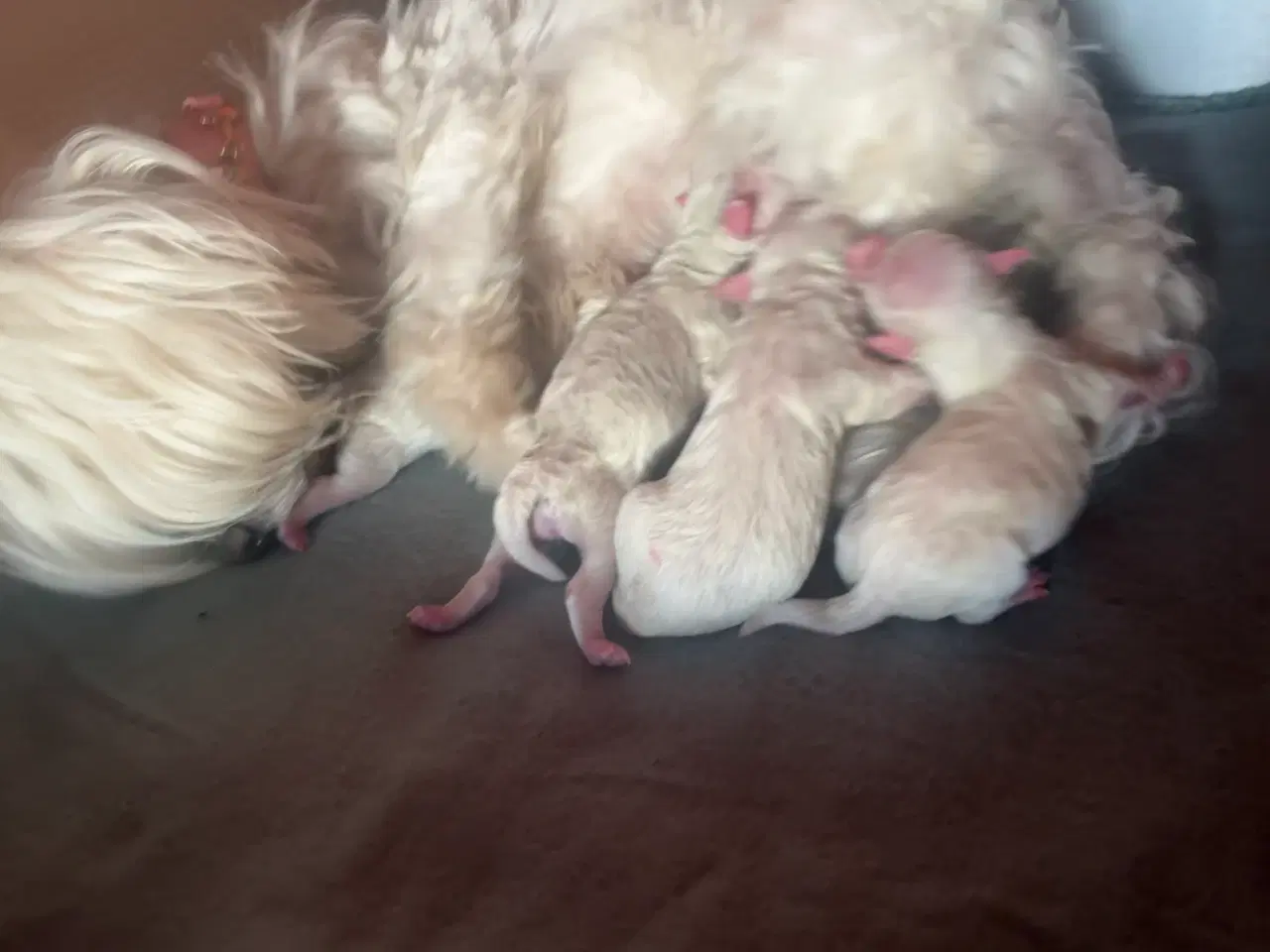 Billede 1 - 4 Maltipoo hvalpe