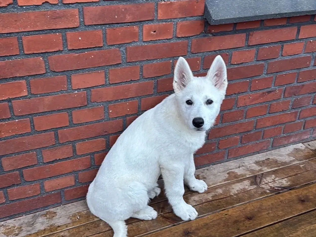 Billede 1 - Sød hvid bamse 