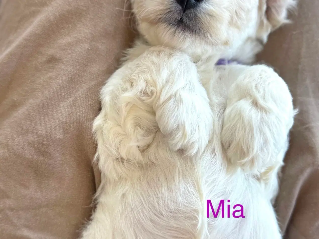 Billede 6 - Cockapoo Cockerpoo f1