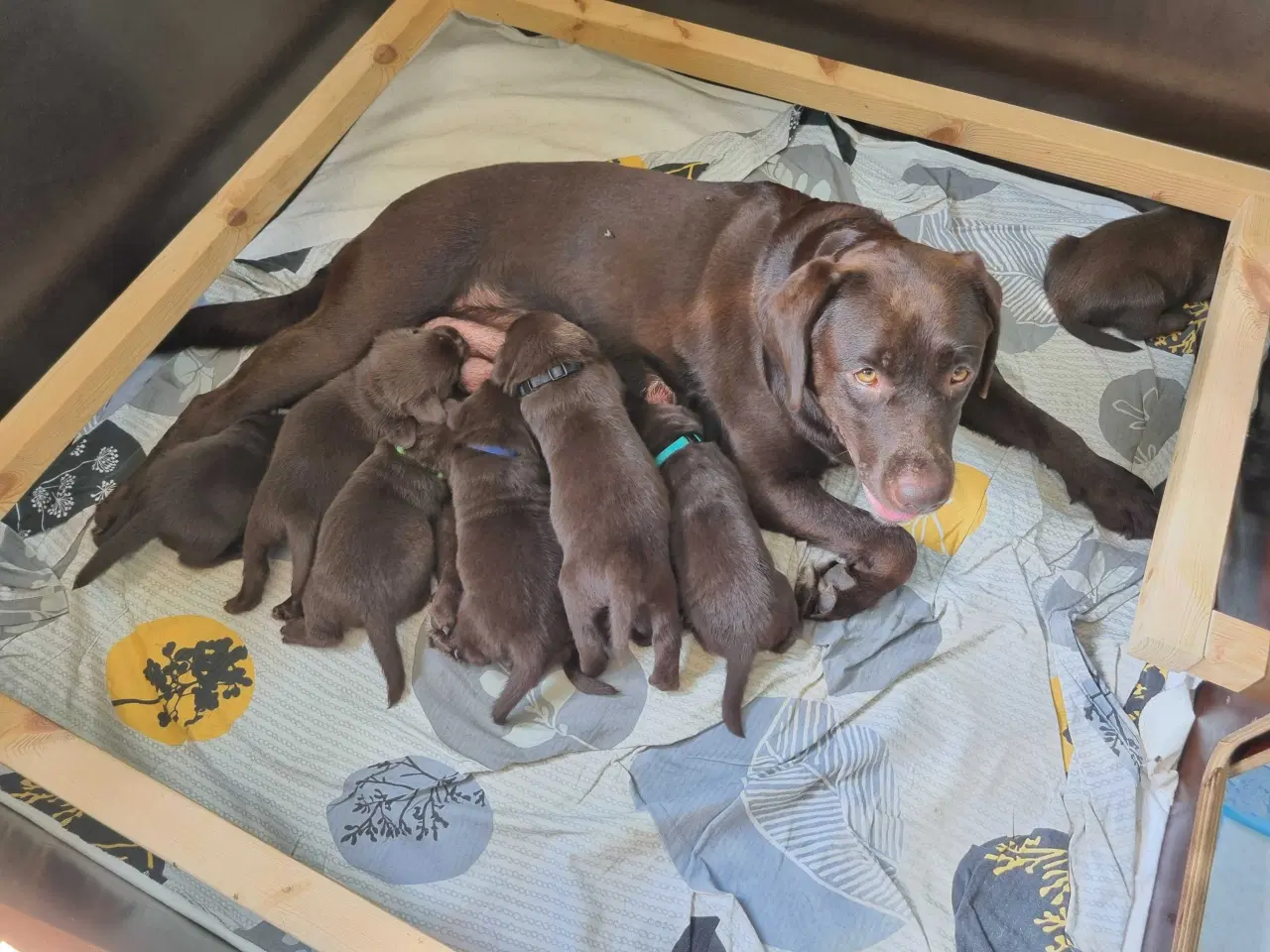 Billede 9 - Brun Labrador gammel slags