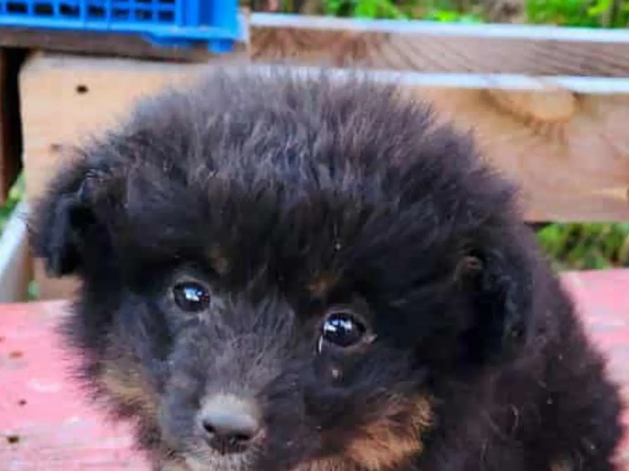 Billede 2 - Charme selvtillid og lækkert hår