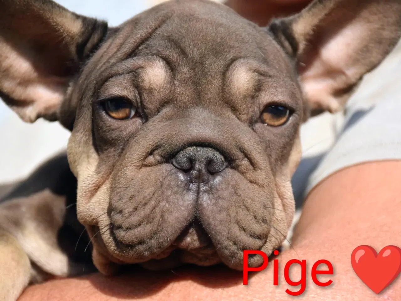 Billede 5 - Fransk Velvet bulldog. NEDSAT!