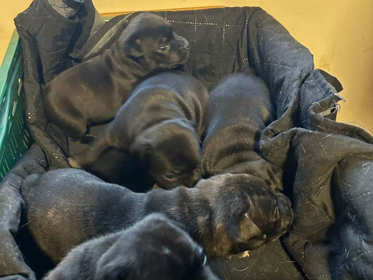 Billede 3 - Staffordshire Bull Terrier