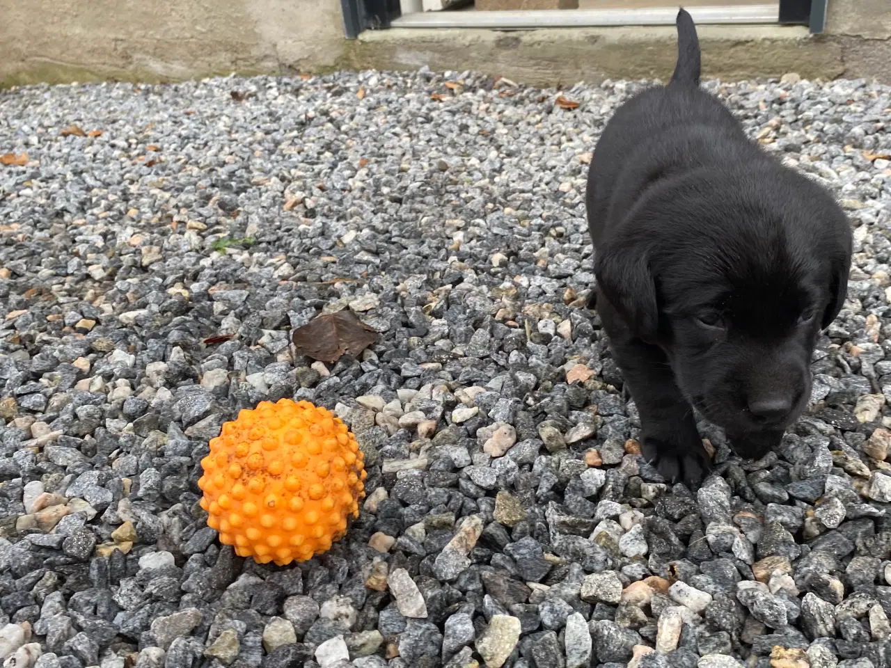 Billede 2 - Hunde hvalpe