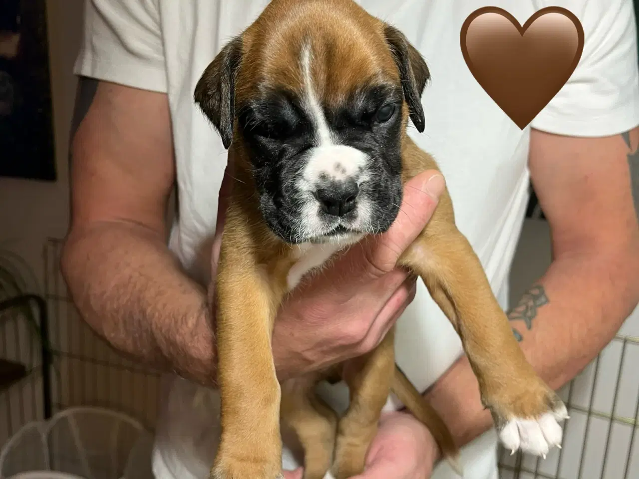 Billede 10 - Skønneste Boxerhvalpe søger nyt hjem