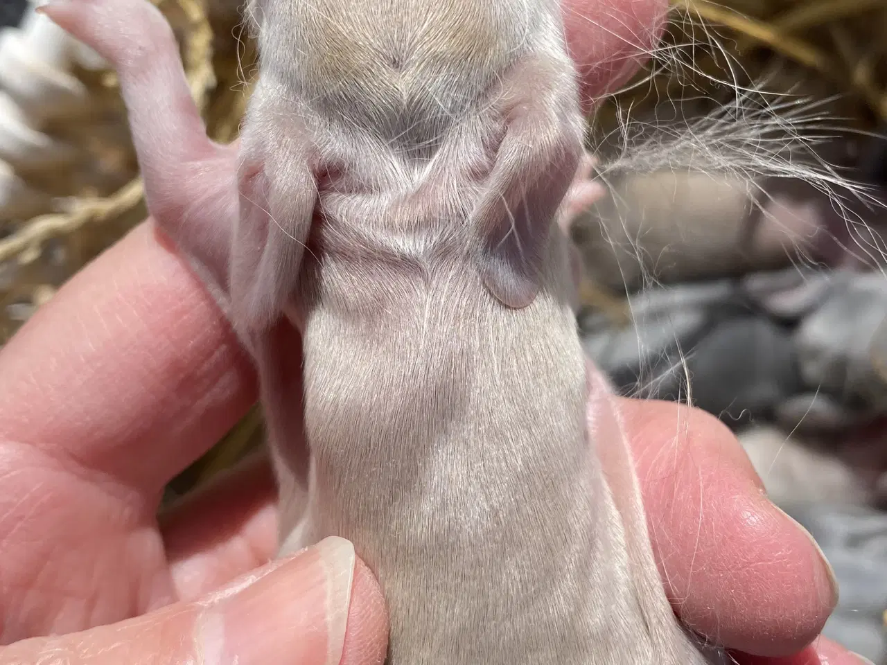 Billede 1 - FRANSK VÆDDER HUN ISABELLA