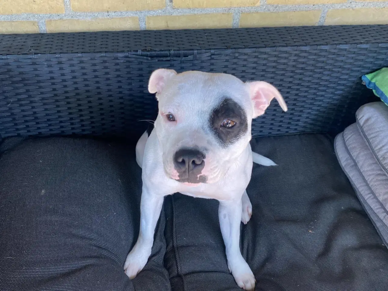 Billede 3 - Staffordshire Bull Terrier