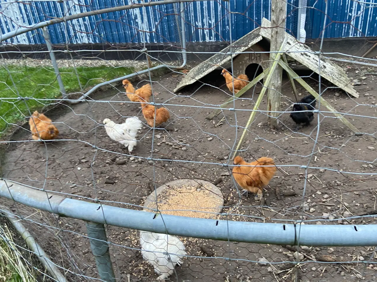 Billede 3 - Dværg silkehaner