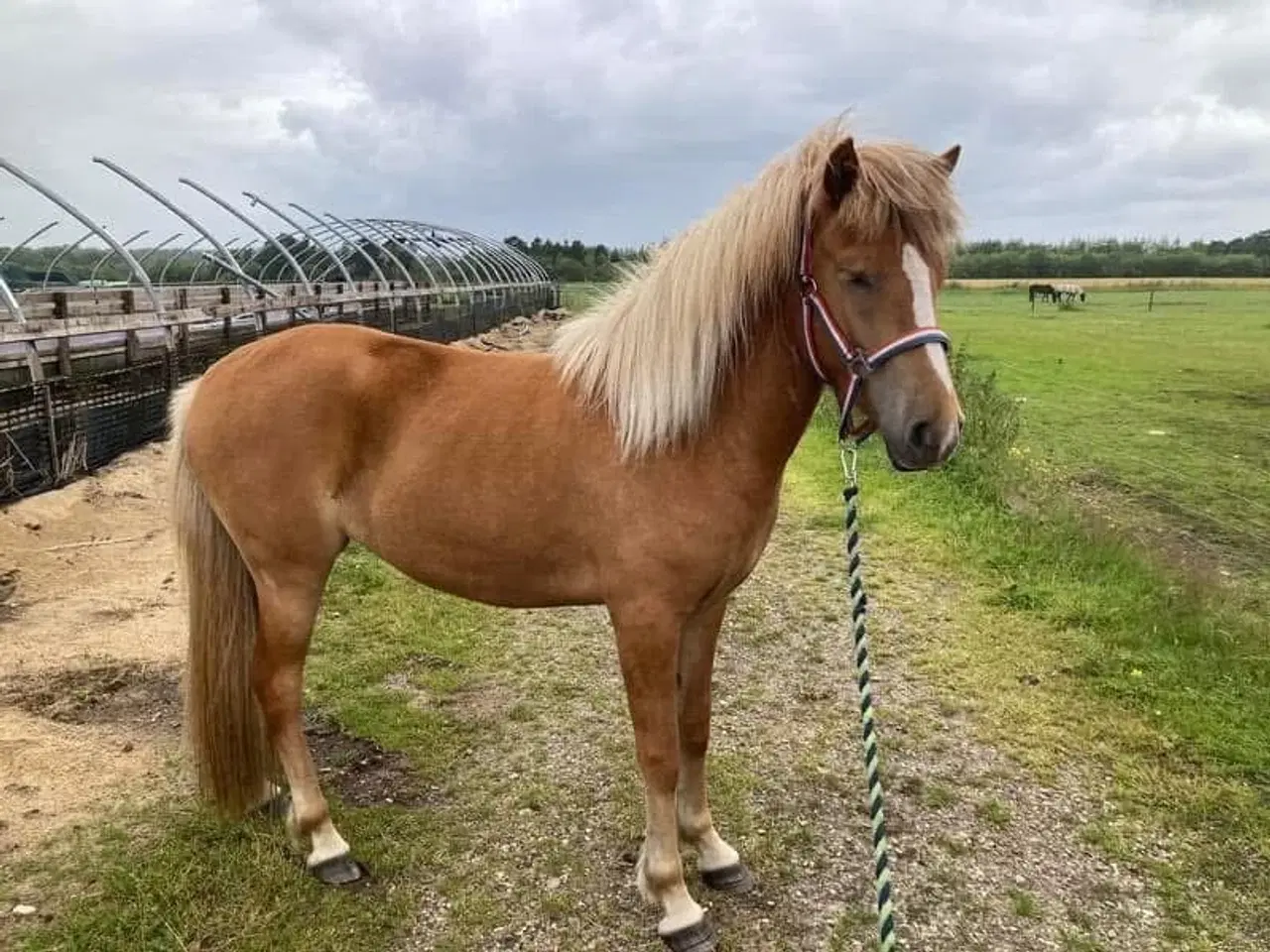 Billede 8 - Islænder hoppe 3 år