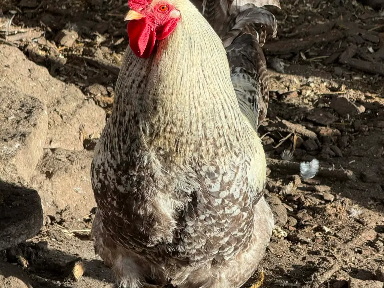 Billede 4 - Smukke haner tilsalg 