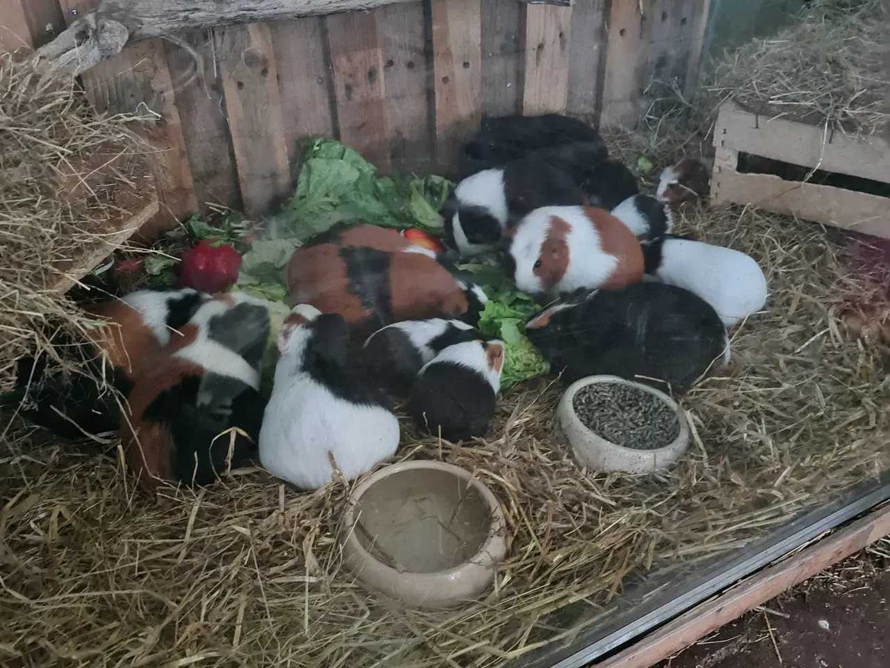 Billede 1 - Marsvine unger 