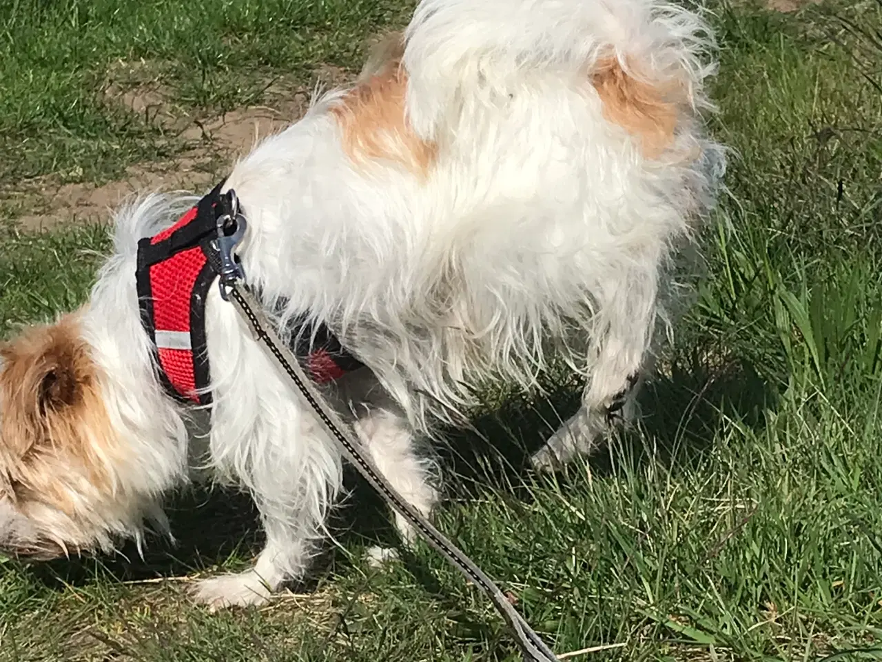 Billede 2 - Voksen Jack russell / malteser tæve 